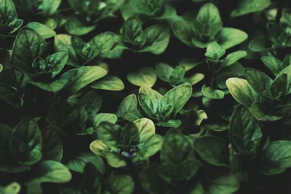 Plant van wilde marjolein ook wel oregano genoemd