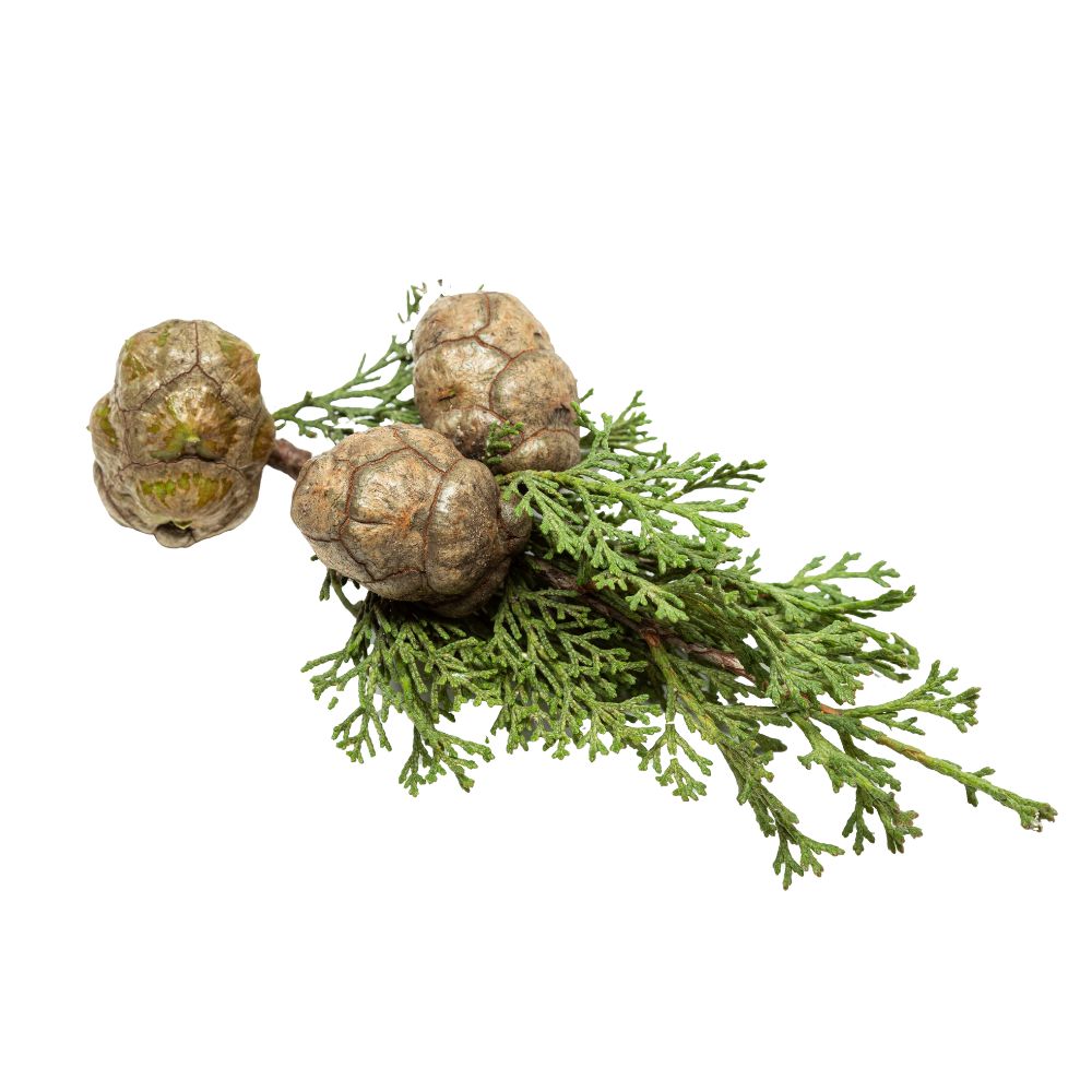 Cipres olie biologisch - Afbeelding 3