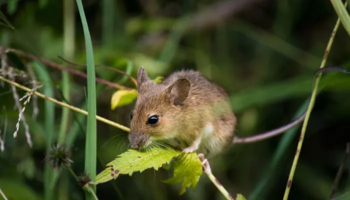 Muis in het bos op een tak