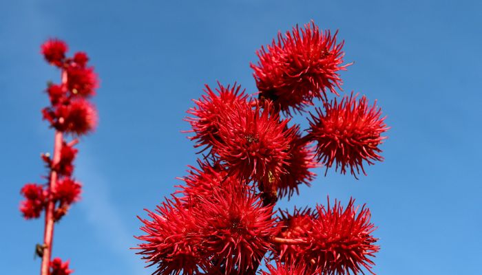 De boom van castor olie