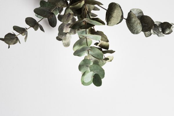 Eucalyptus bladeren aan een tak