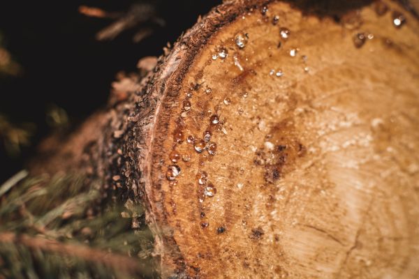 Denneboom hars midden op een boomstam