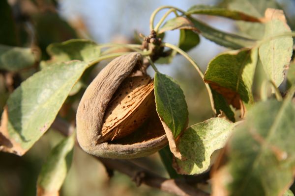 Amandelboom prunus amygdalus dulcis
