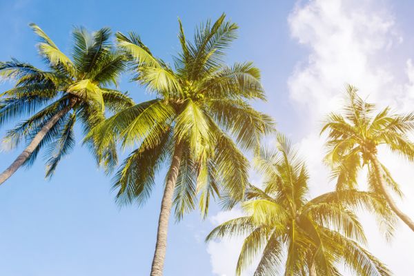 Ontdek goede palmbomen met kokosnoot bomen