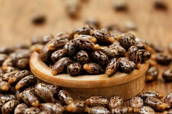 Echte castor olie pure kwaliteit