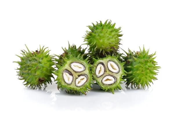 Plant van castor waar alles gemaakt van word
