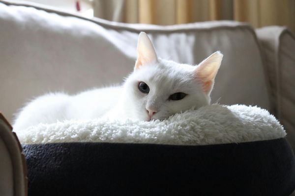 Schattige kat die ligt op stoel