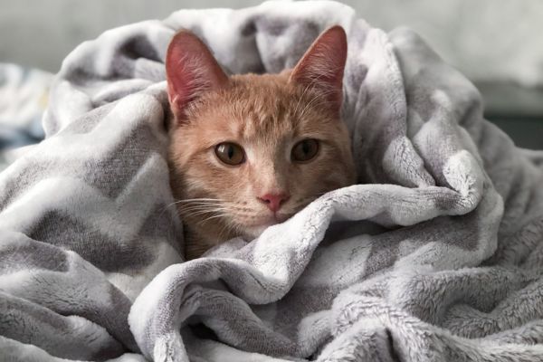 Cute kat onder een deken